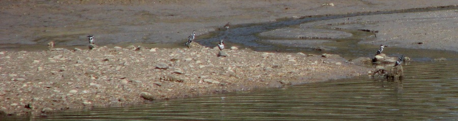 Alaca yalıçapkını