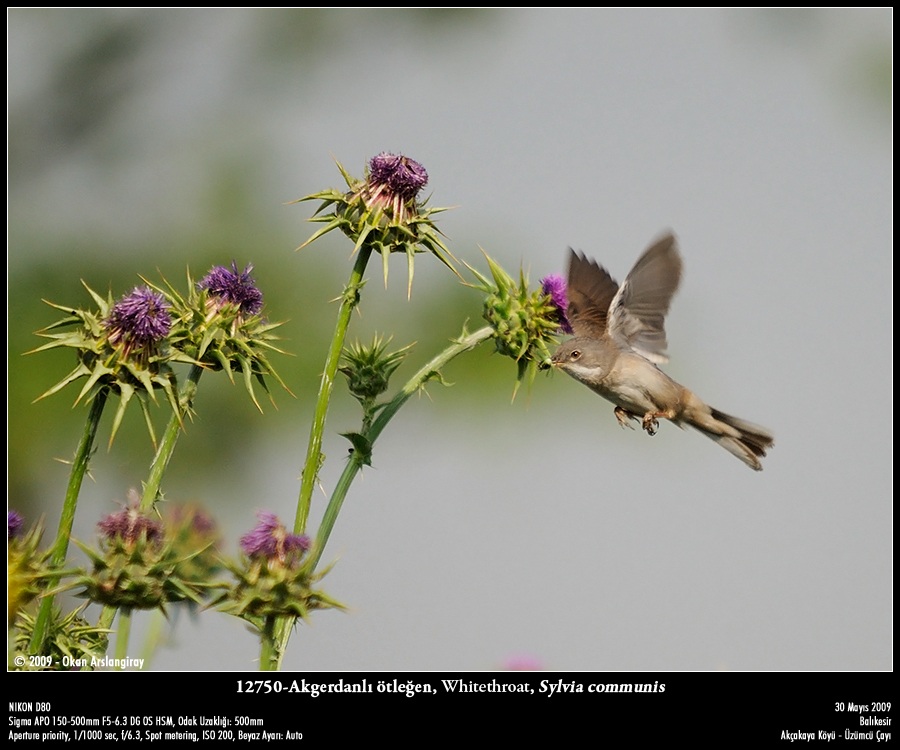 Akgerdanlı ötleğen