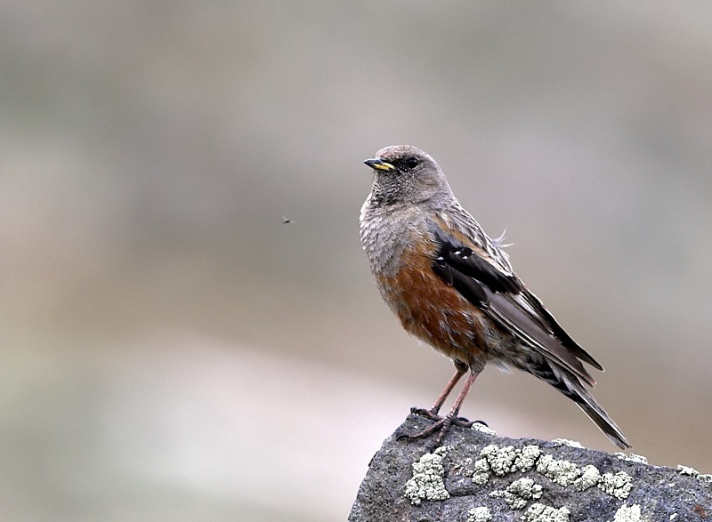 Büyük dağbülbülü