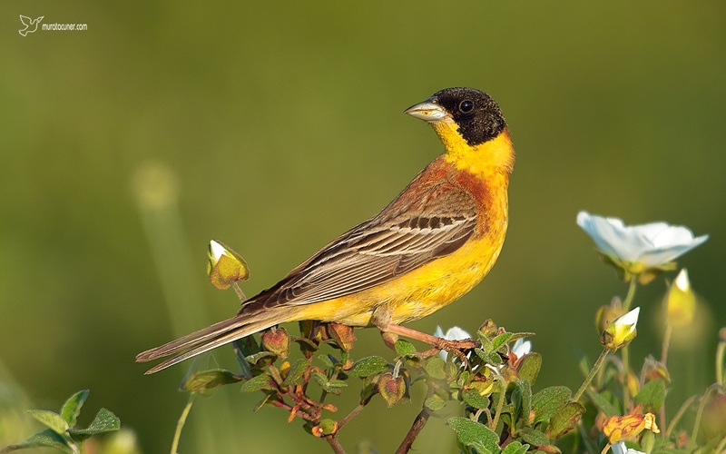 Karabaşlı kirazkuşu