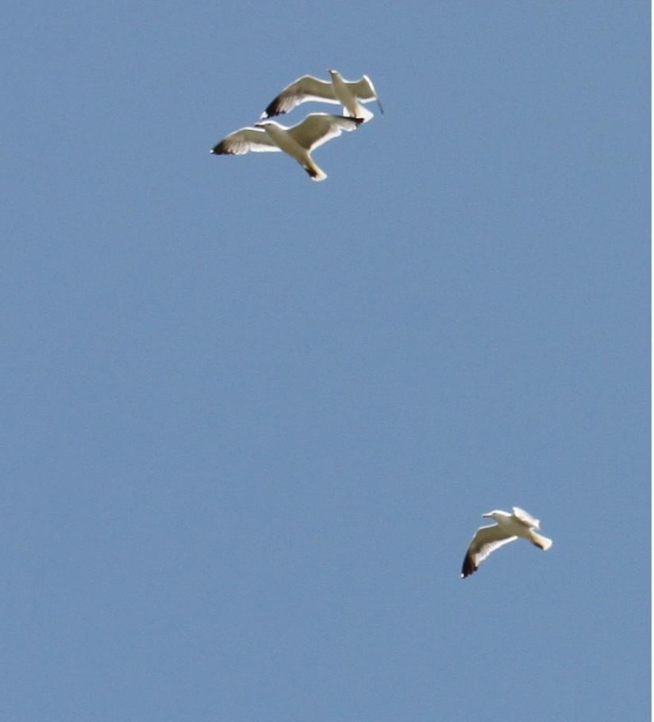 Van gölü martısı