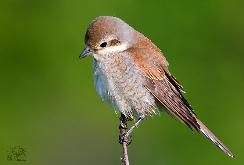 Kızılsırtlı örümcekkuşu