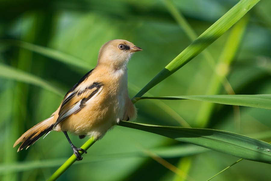 Bıyıklı baştankara