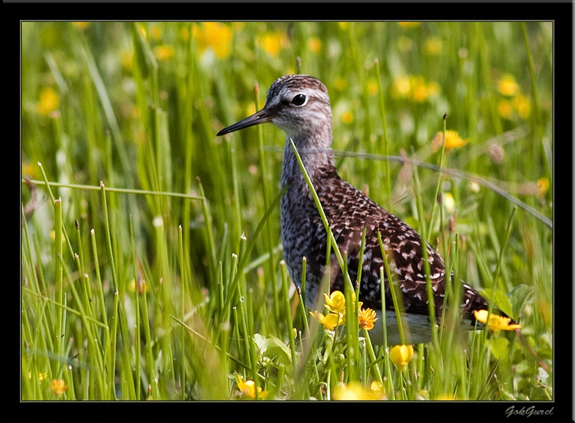 Orman düdükçünü