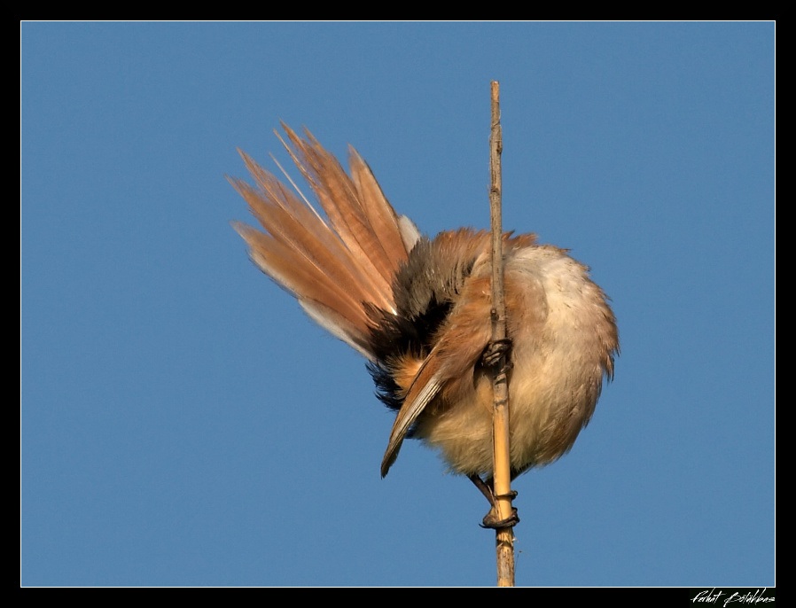 Bıyıklı baştankara