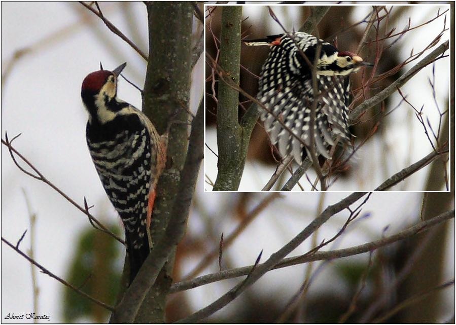 Aksırtlı ağaçkakan