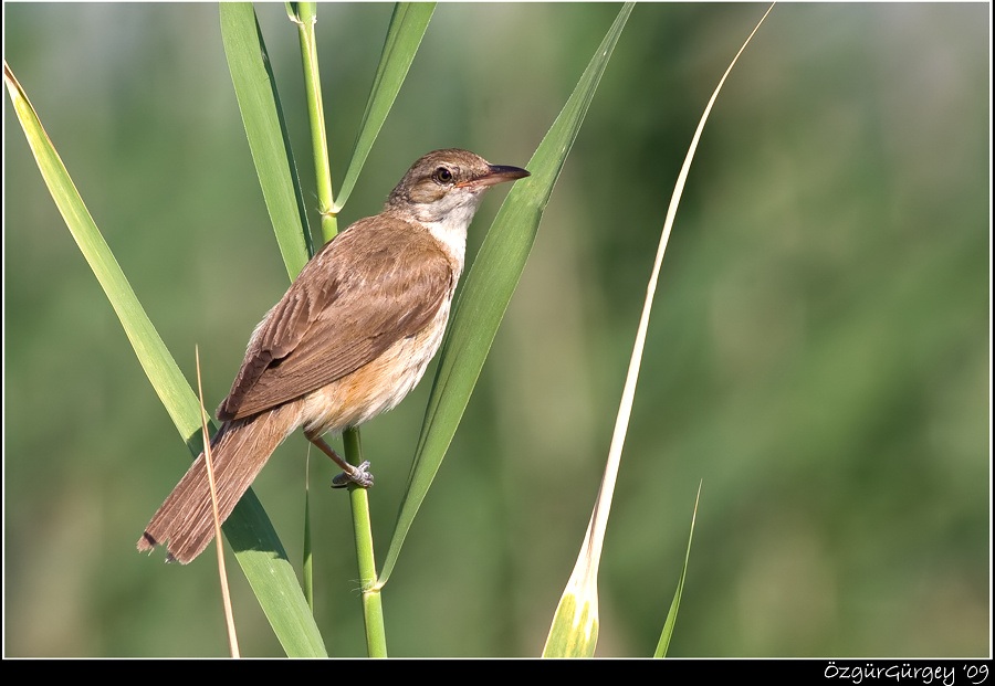 Büyük kamışçın
