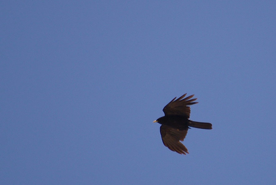 Sarıgagalı dağ kargası