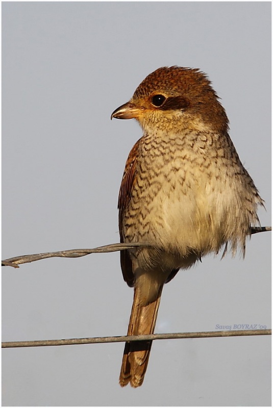 Kızılsırtlı örümcekkuşu