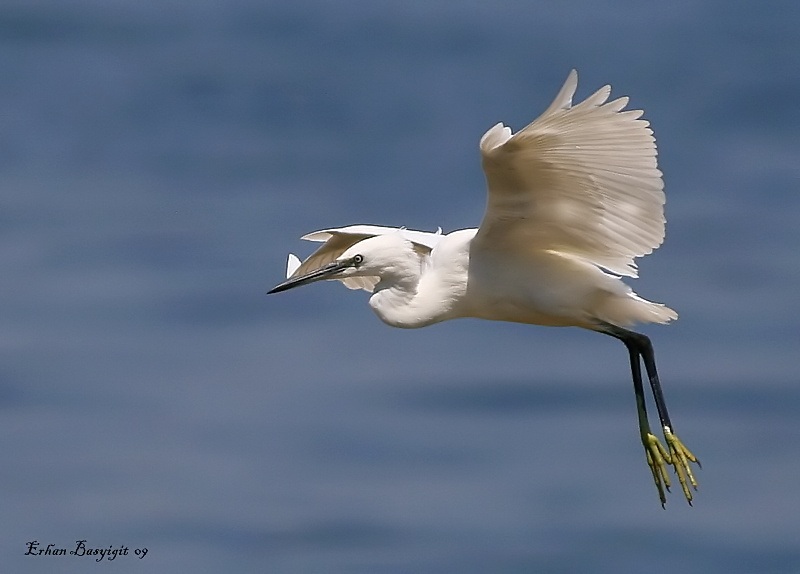 Küçük ak balıkçıl