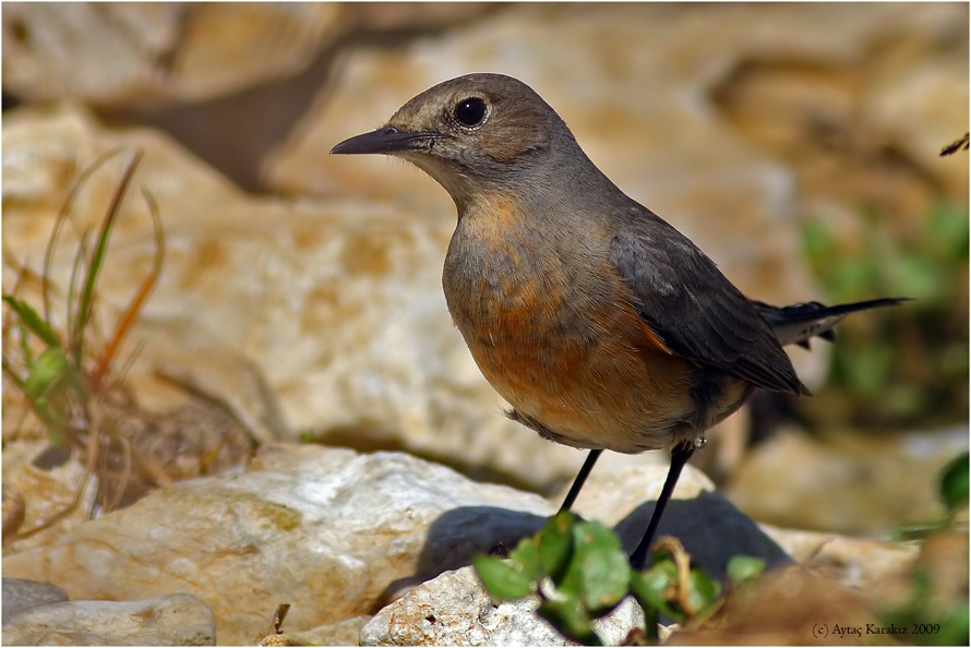 Taşbülbülü