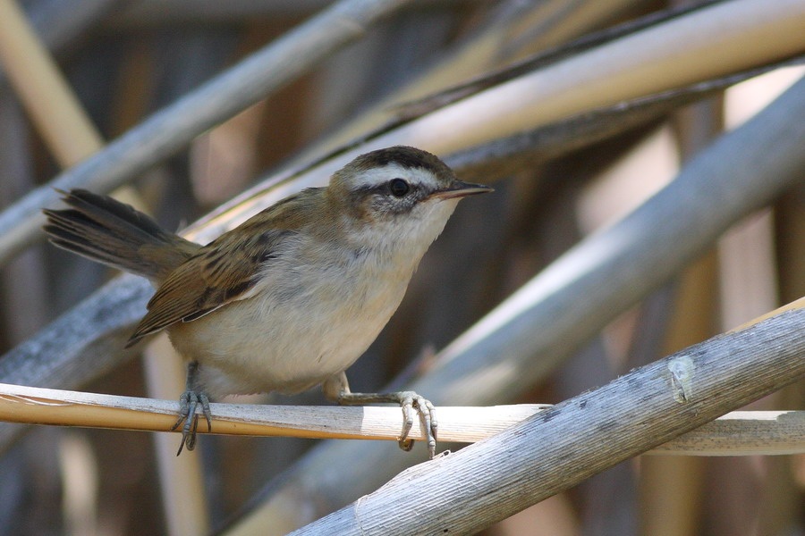 Bıyıklı kamışçın
