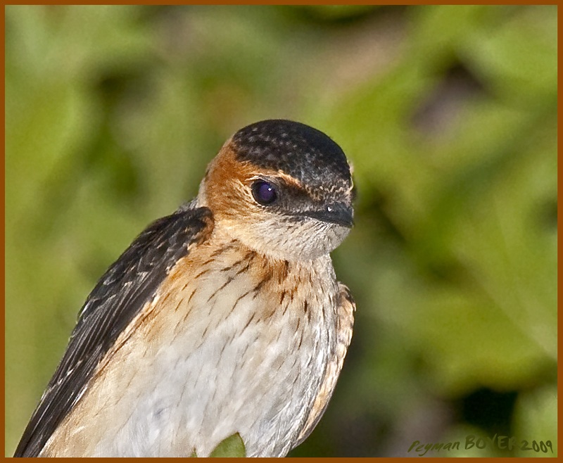 Kızıl kırlangıç