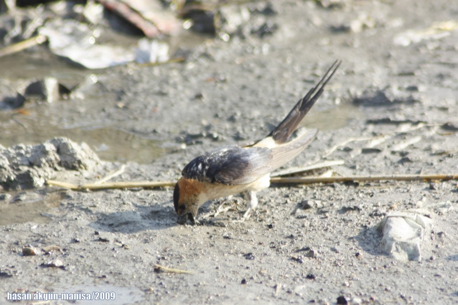 Kızıl kırlangıç