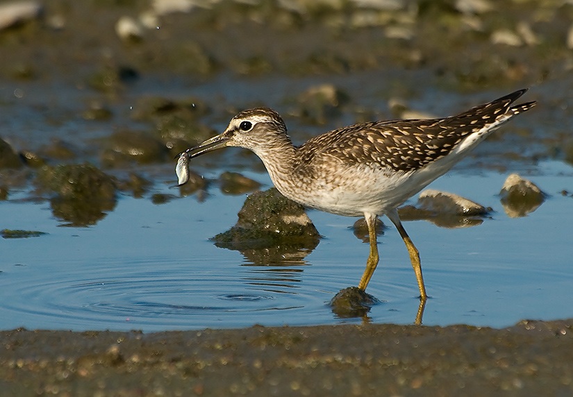 Orman düdükçünü