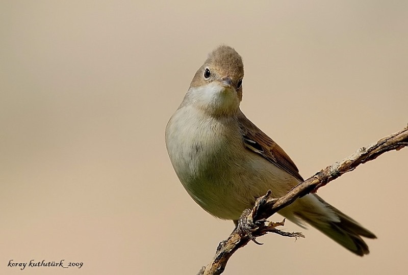 Akgerdanlı ötleğen