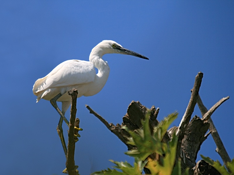 Küçük ak balıkçıl