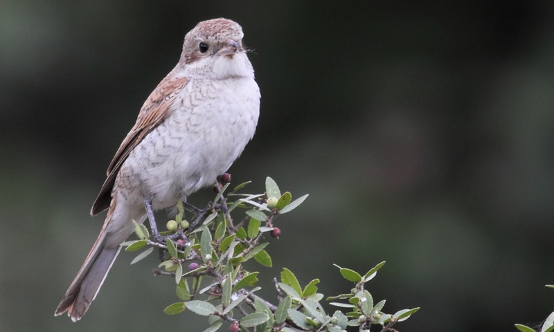Kızılsırtlı örümcekkuşu