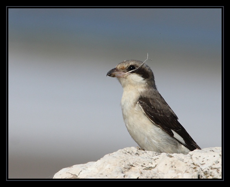 Karaalınlı örümcekkuşu