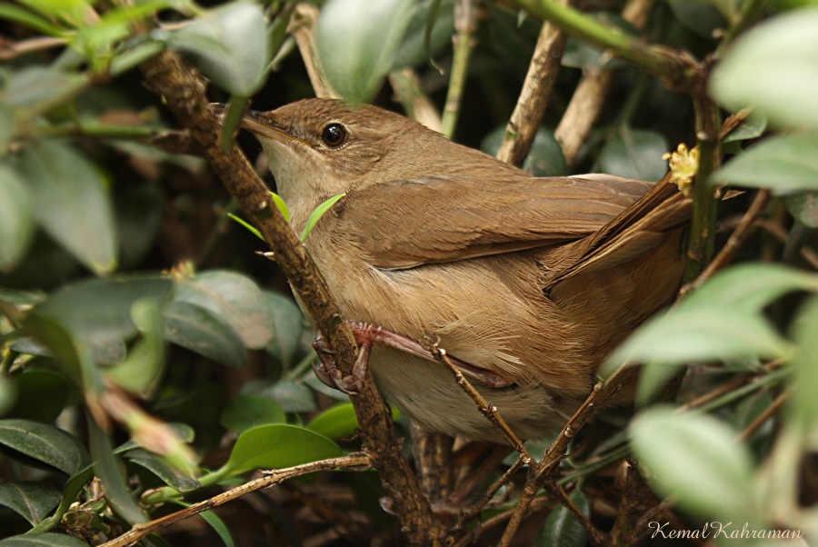 Bataklık kamışçını