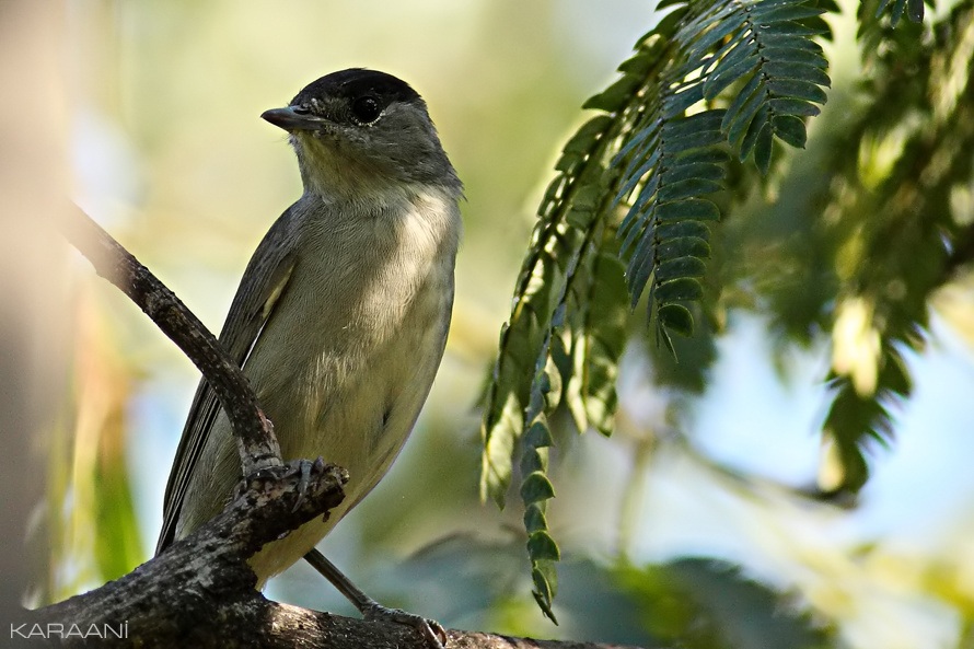 Karabaşlı ötleğen