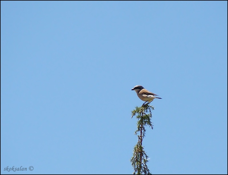 Kızılsırtlı örümcekkuşu