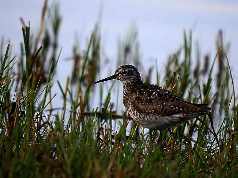 Orman düdükçünü