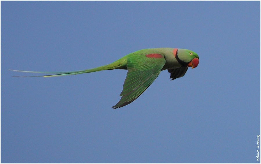 İskender papağanı