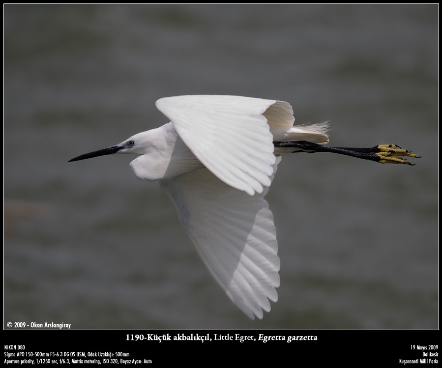 Küçük ak balıkçıl