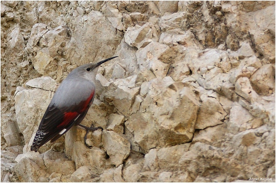 Duvar tırmaşıkkuşu