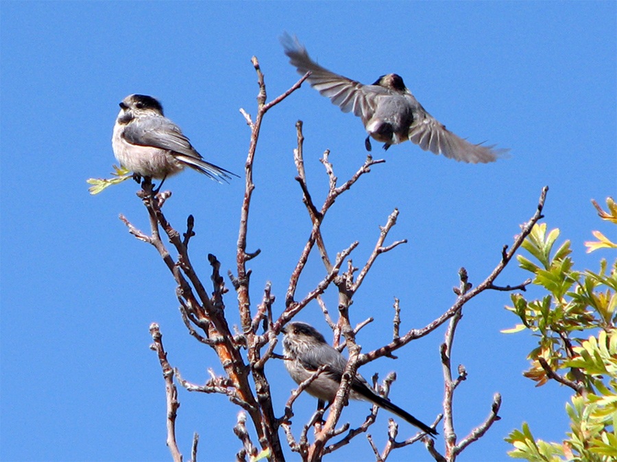Uzunkuyruklu baştankara