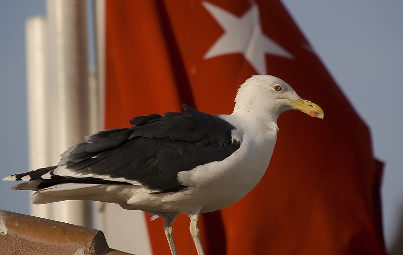 Büyük karasırtlı martı