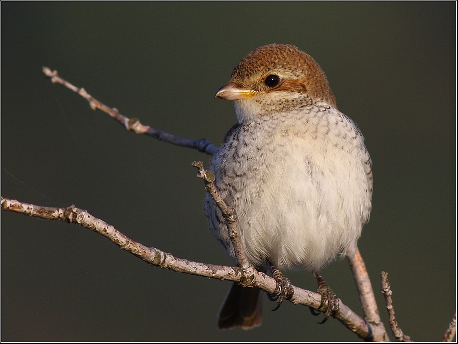 Kızılsırtlı örümcekkuşu