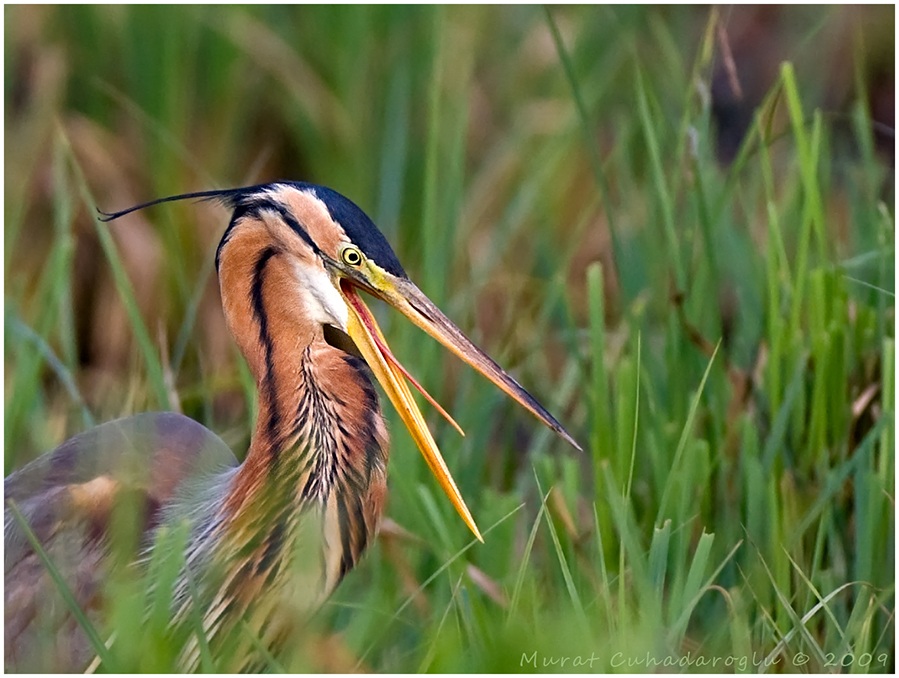 Erguvani balıkçıl