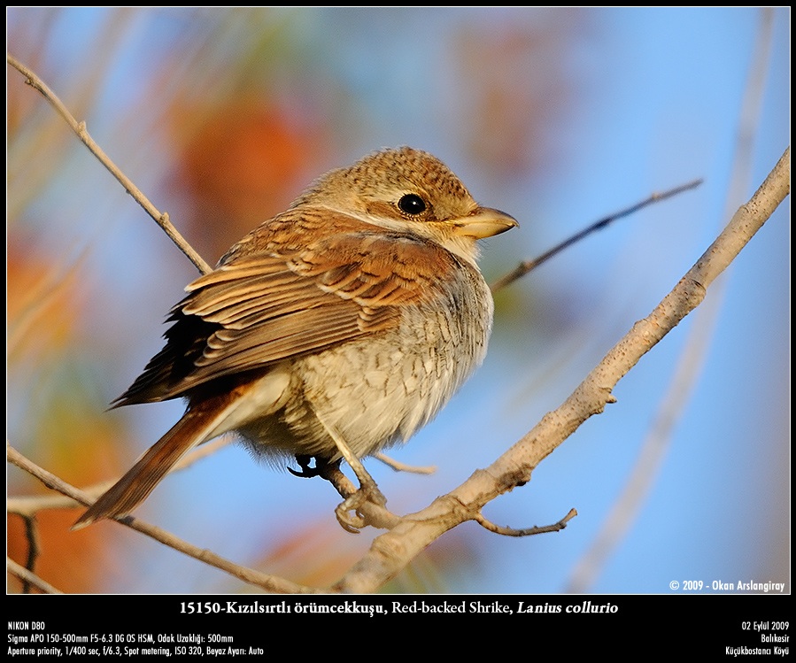 Kızılsırtlı örümcekkuşu