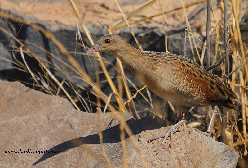 Bıldırcınkılavuzu