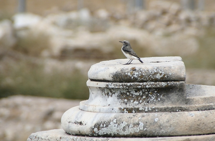 Aksırtlı kuyrukkakan