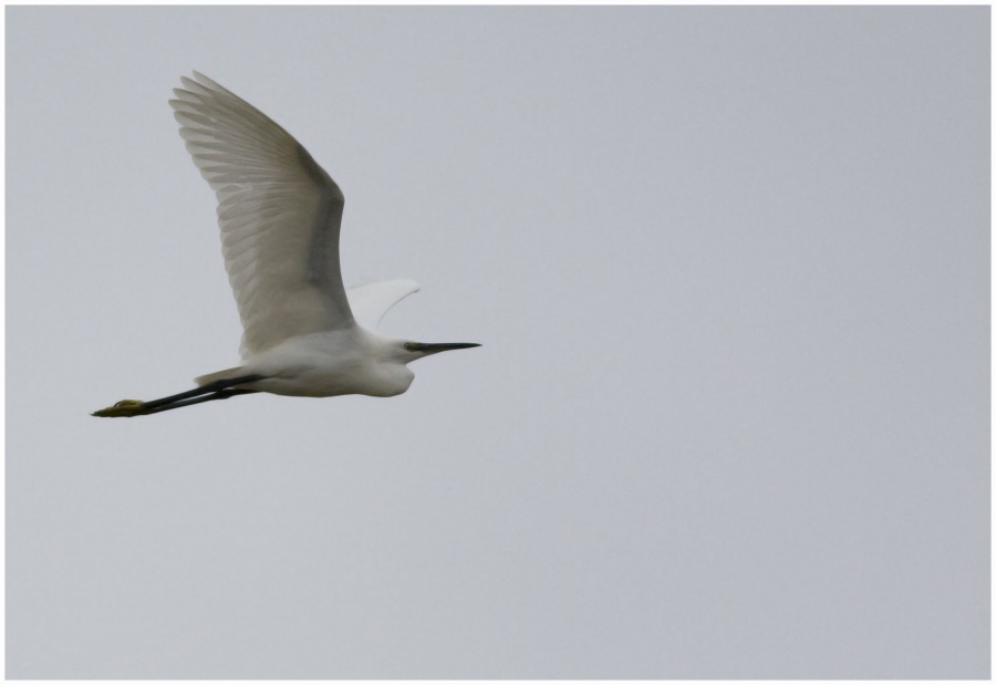 Küçük ak balıkçıl