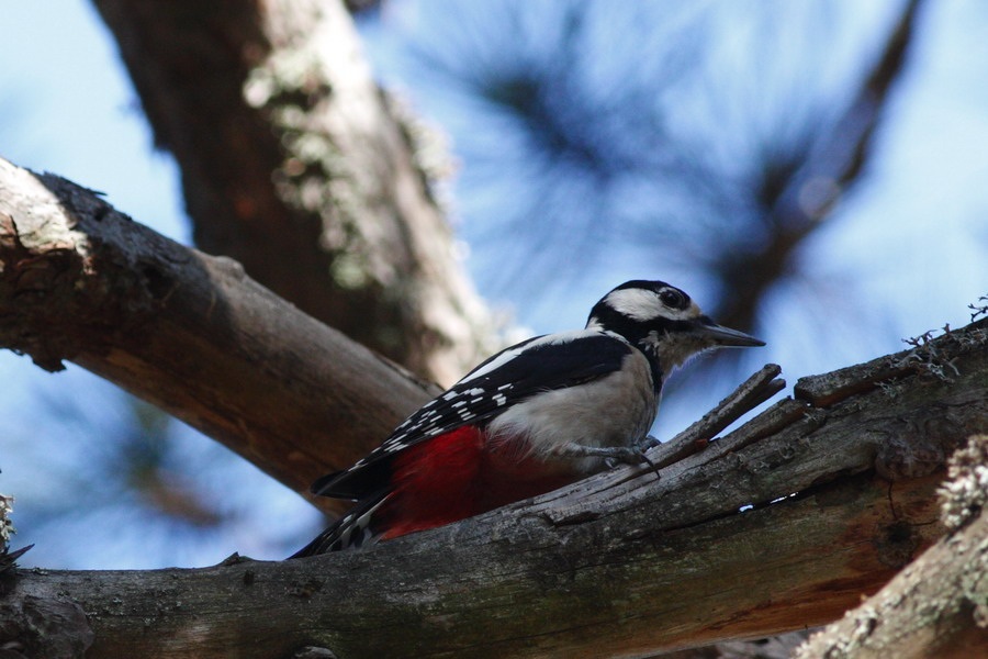 Orman alaca ağaçkakanı