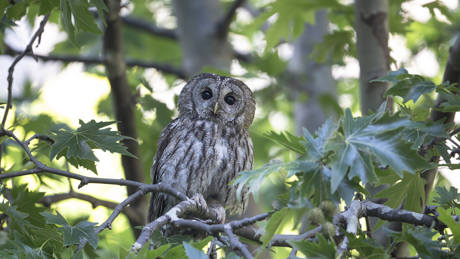 Alaca baykuş » Tawny Owl » Strix aluco