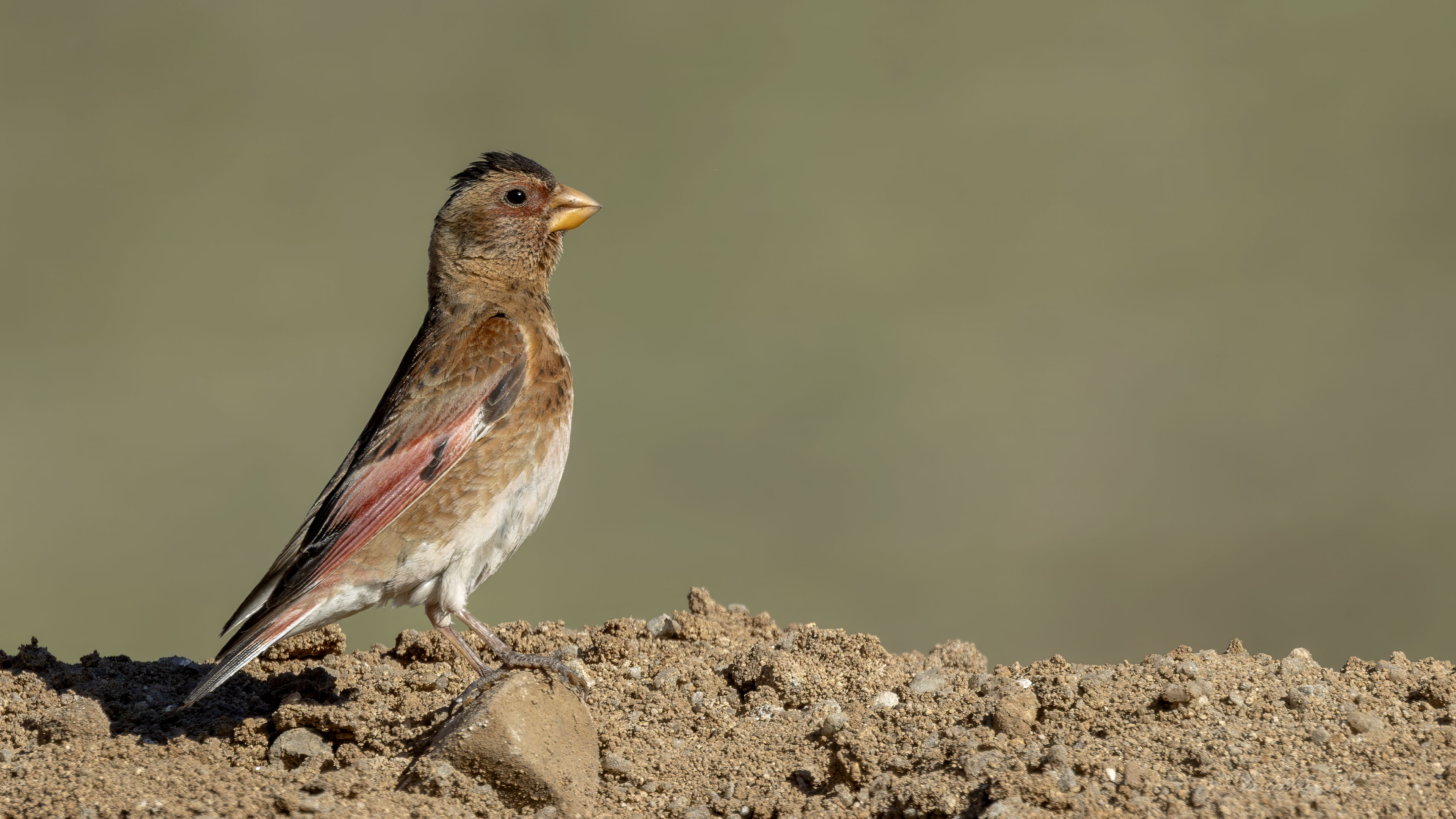 Alamecek » Eurasian Crimson-winged Finch » Rhodopechys sanguineus