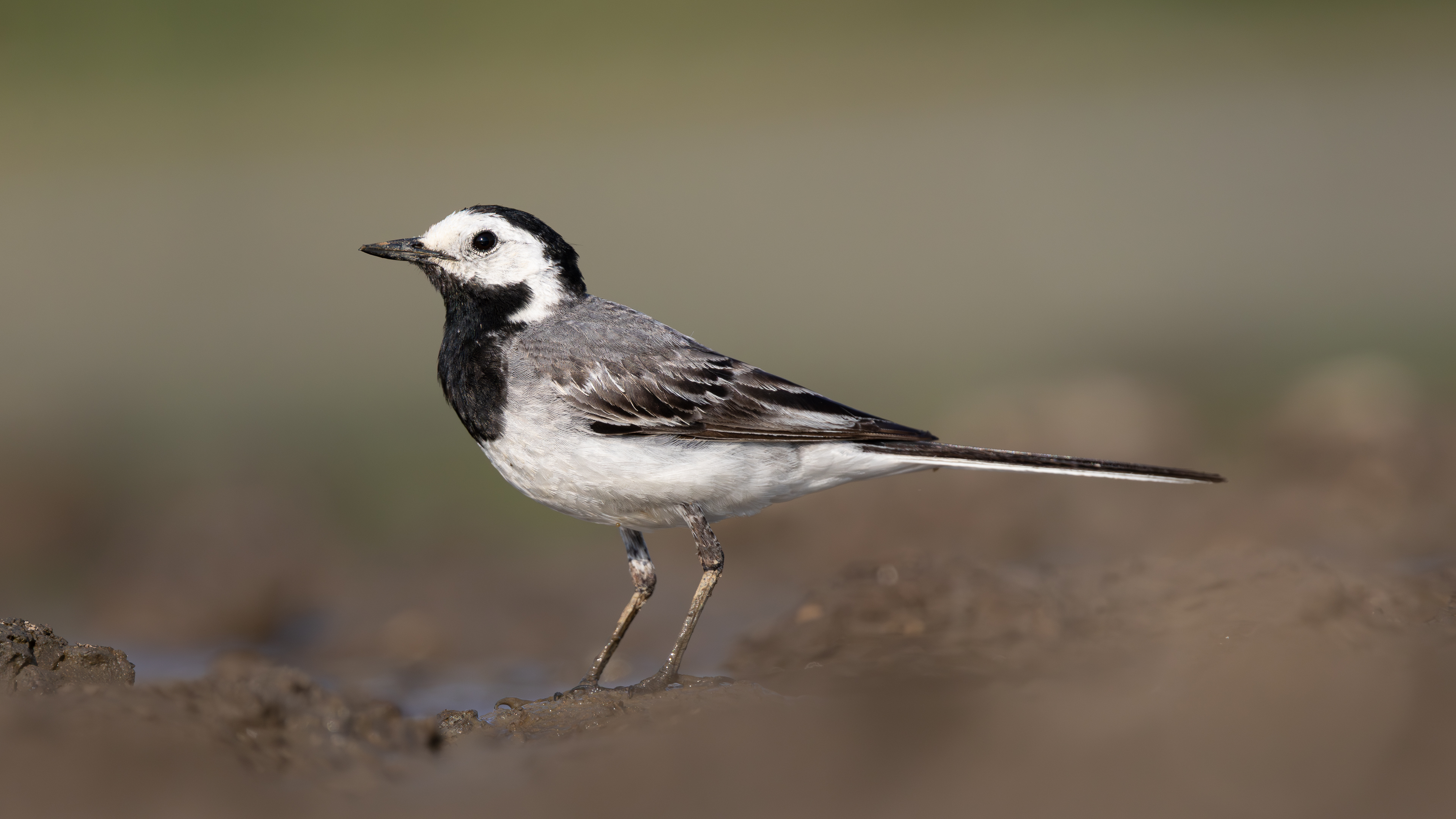 Ak kuyruksallayan » White Wagtail » Motacilla alba