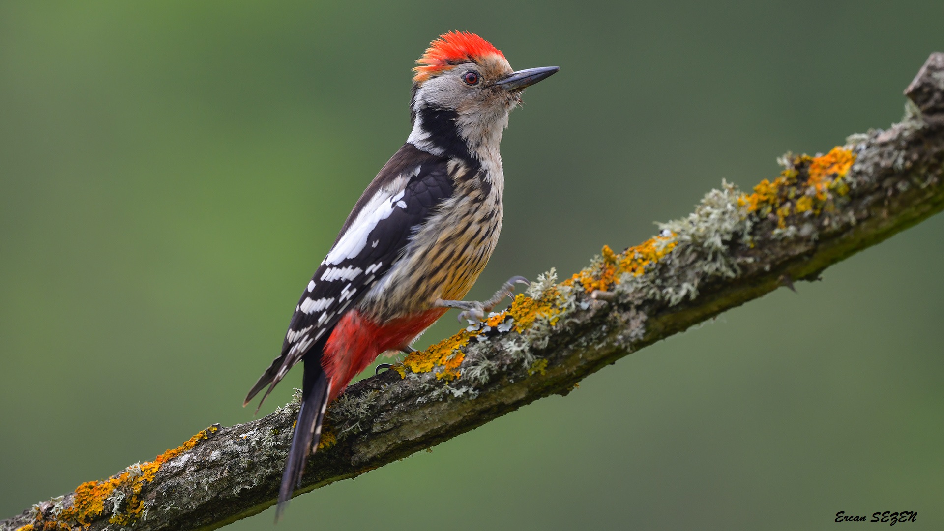 Ortanca ağaçkakan » Middle Spotted Woodpecker » Dendrocoptes medius