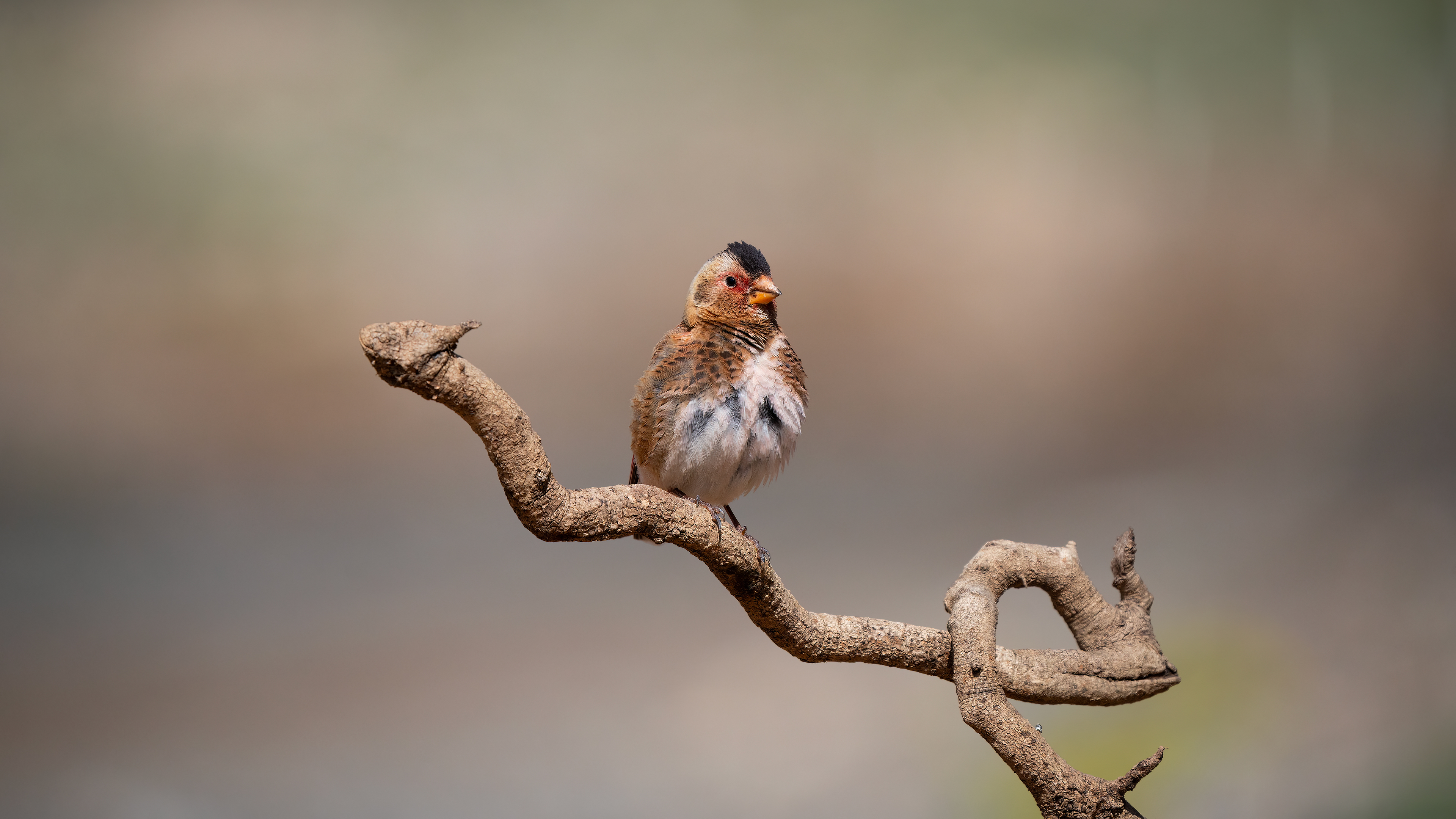 Alamecek » Eurasian Crimson-winged Finch » Rhodopechys sanguineus