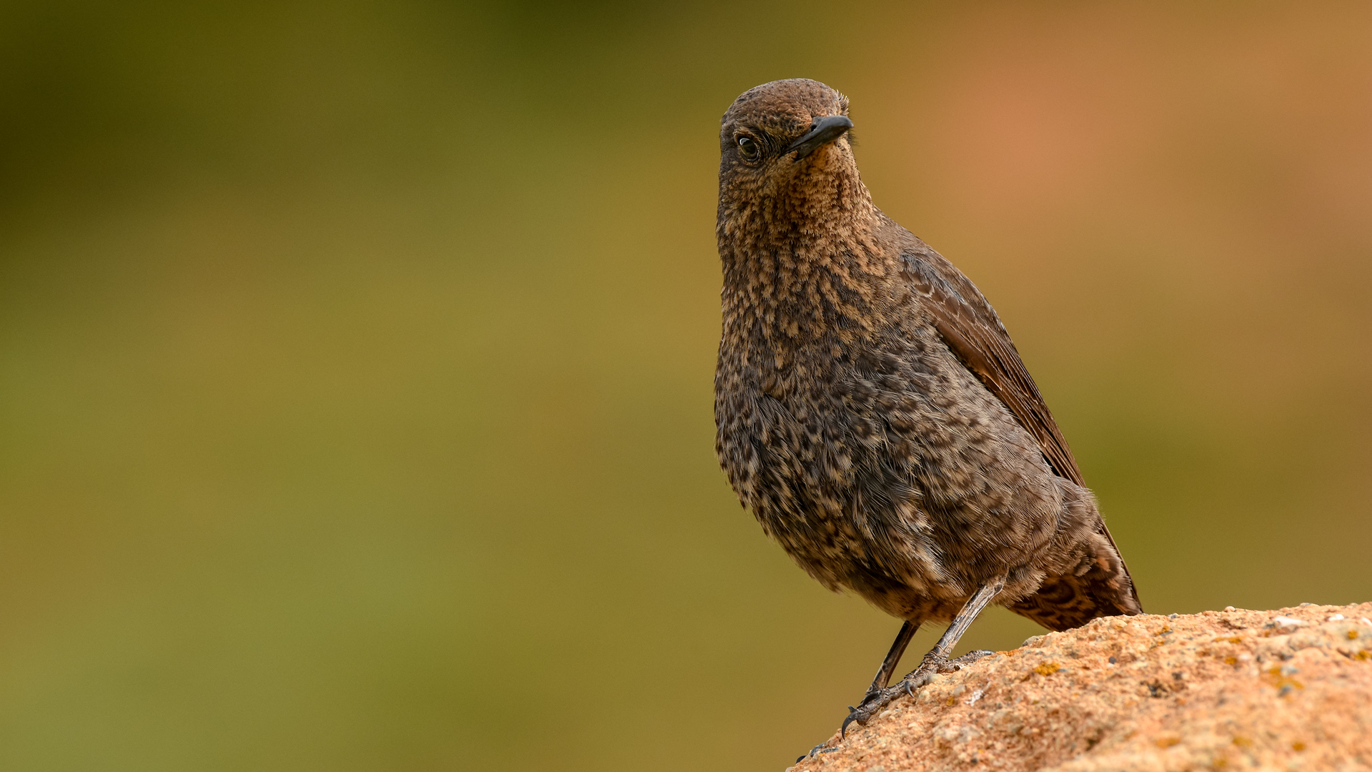 Gökardıç » Blue Rock Thrush » Monticola solitarius