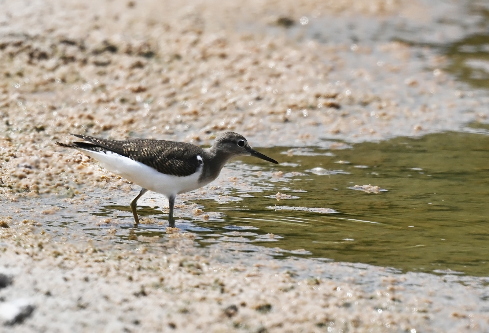 Dere düdükçünü