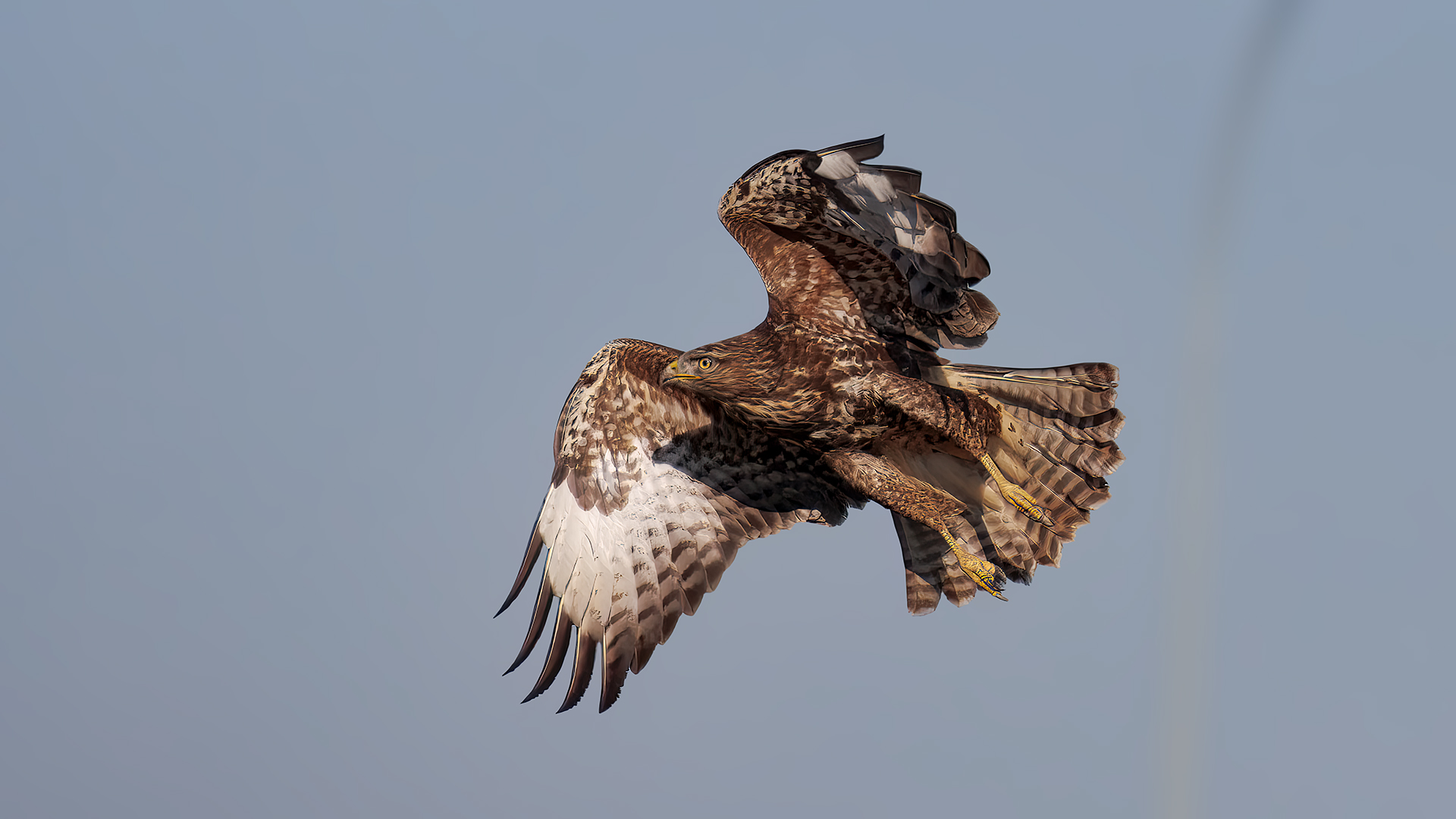 Şahin » Common Buzzard » Buteo buteo