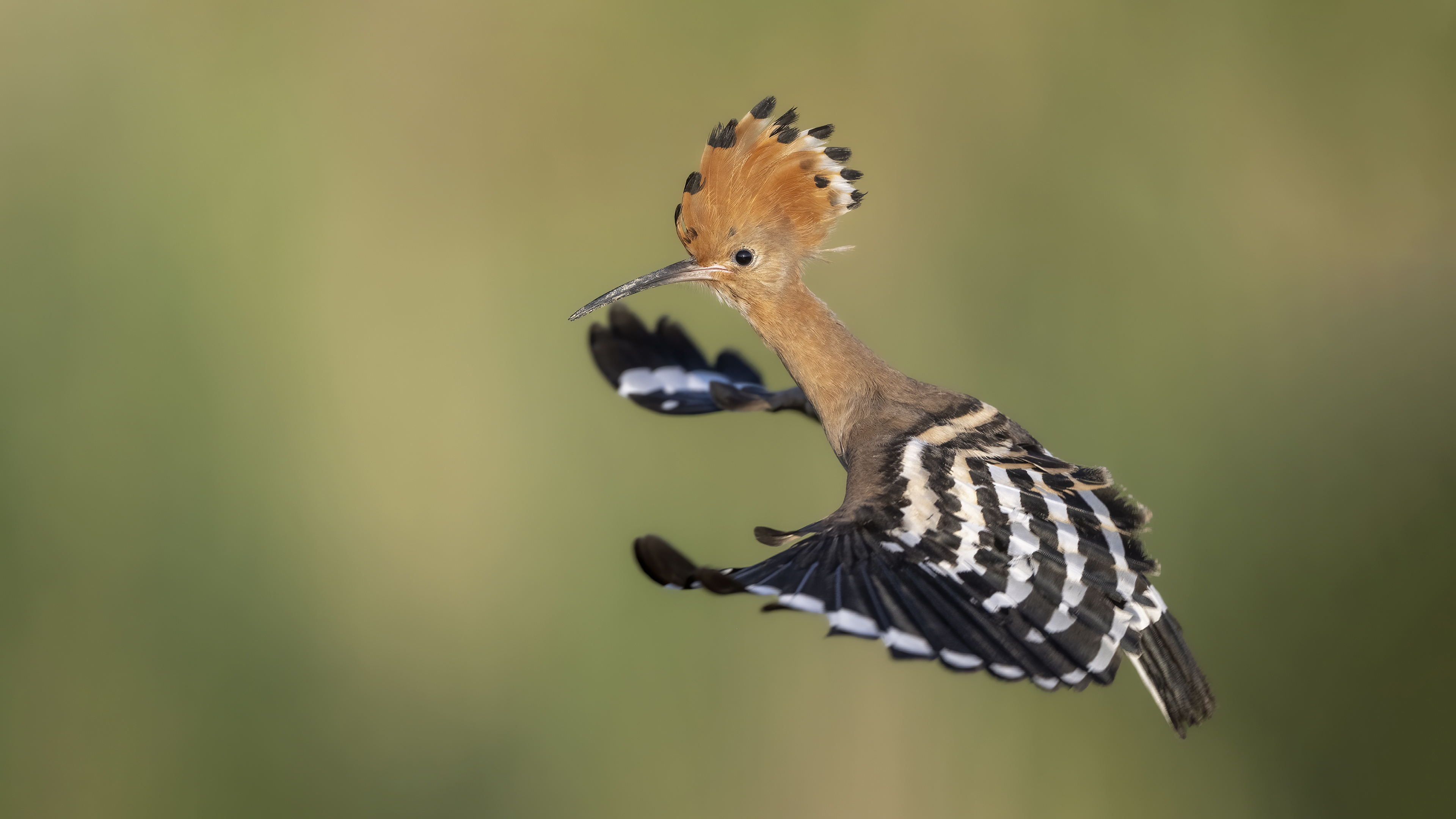 İbibik » Eurasian Hoopoe » Upupa epops