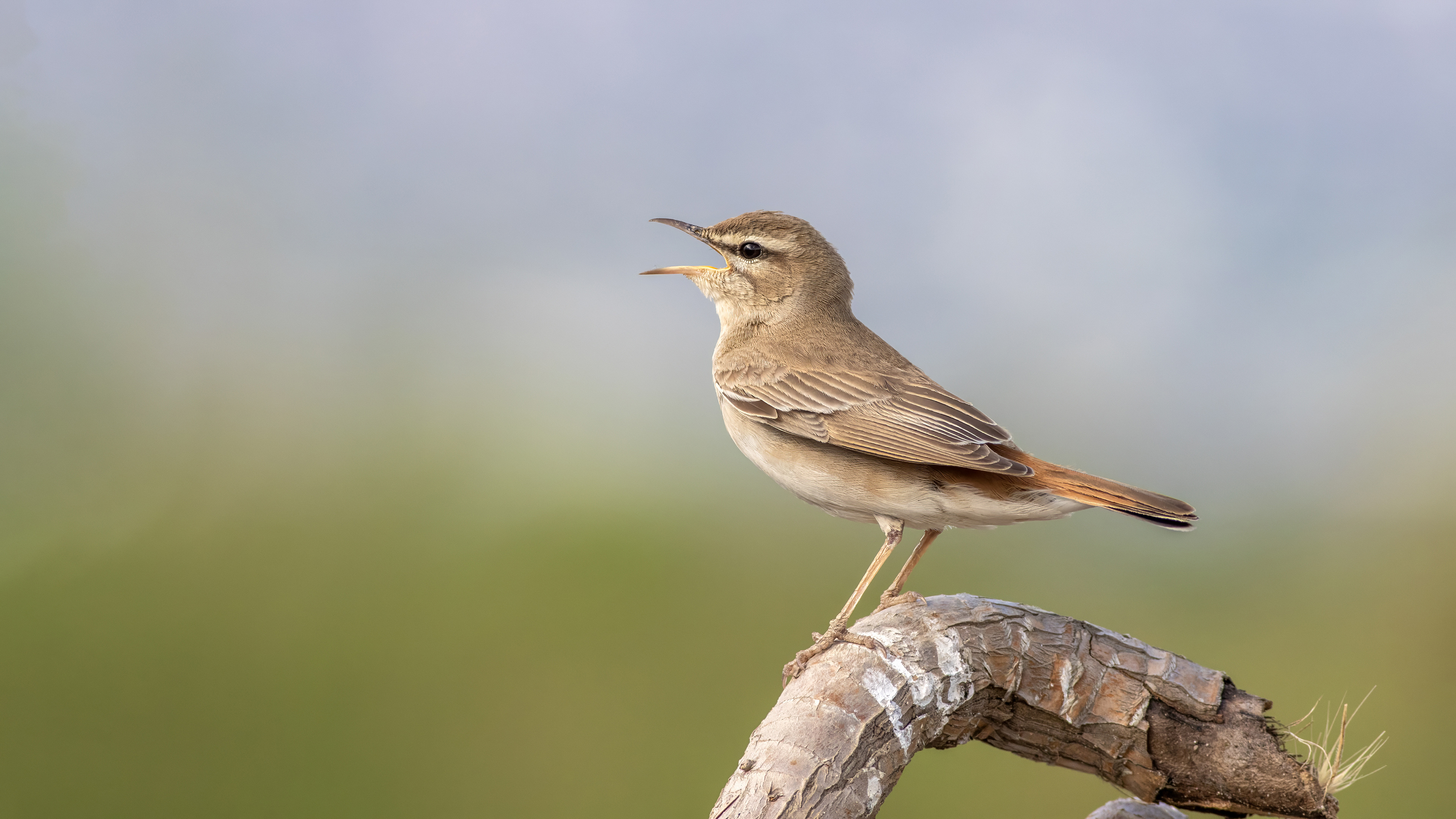Çalıbülbülü » Rufous-tailed Scrub Robin » Cercotrichas galactotes