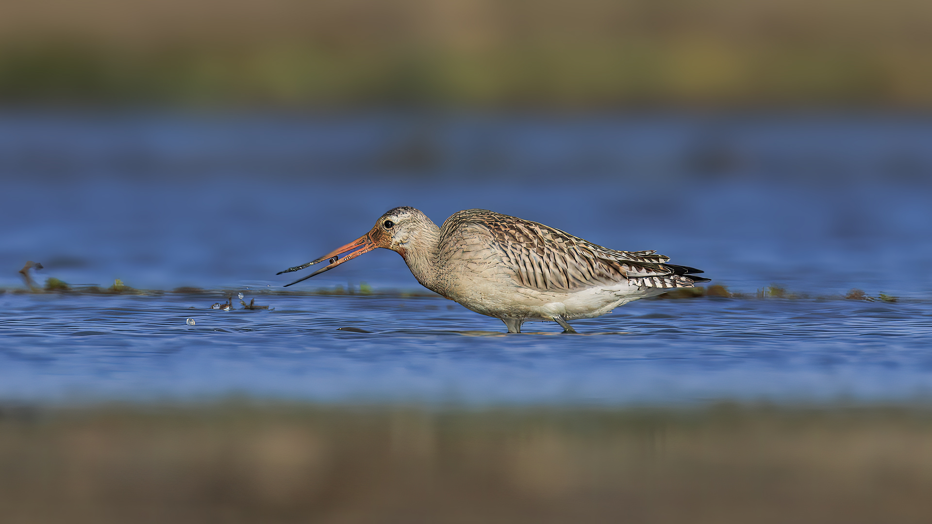 Kıyı çamurçulluğu » Bar-tailed Godwit » Limosa lapponica